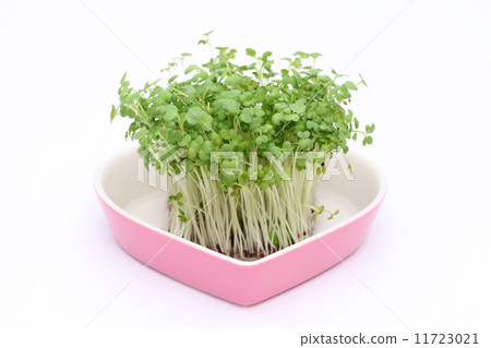 Buds of mustard 11723021