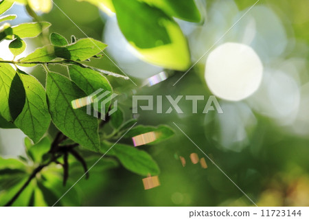 森林的Hikari(陽光點和蜘蛛網的棱鏡) 森林的Hikari(陽光點和蜘蛛網的棱鏡) 11723144