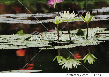 白睡蓮 11723150