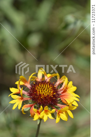 Yaguruma Tenningiku (Tiger Chrysanthemum) Yaguruma Tenningiku (Tiger Chrysanthemum) 11723371