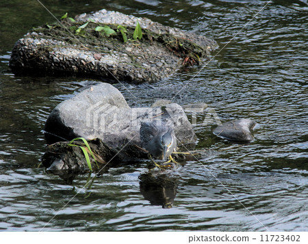 Sasagoi in the clear stream 11723402