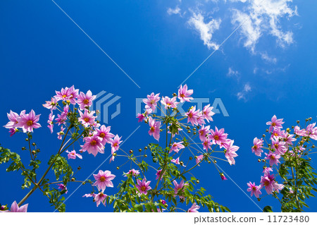 Kaida Dahlia 11723480