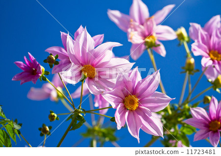 Kaida Dahlia 11723481