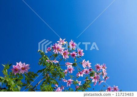 凱達大麗花 11723483