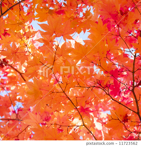 秋天的樹葉 秋天的樹葉 11723562