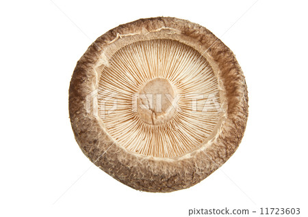 Back of shiitake mushroom Back of shiitake mushroom 11723603