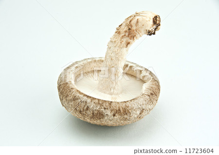 Stoned Shiitake 11723604