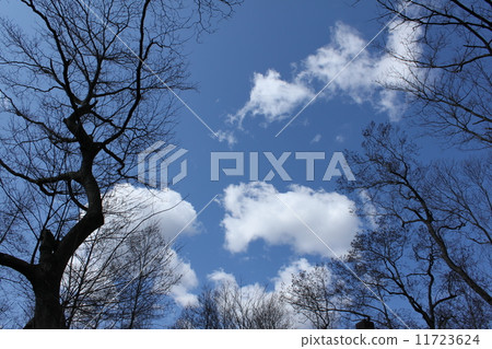 冬天藍天 冬天藍天 11723624