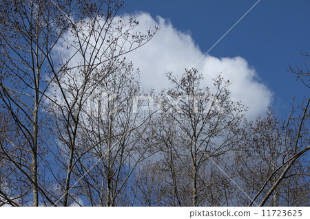 雲和森林 11723625