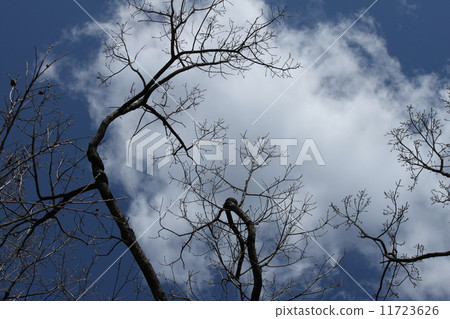 冬季樹木 冬季樹木 11723626