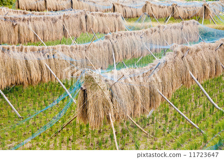 米飯乾燥 11723647