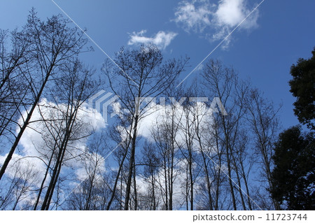 土地森林和藍天 11723744