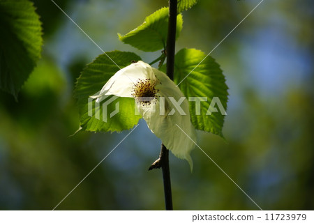 Handkerchief 11723979