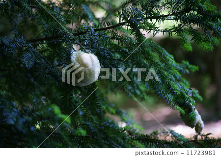 Moriagal的蛋質量 11723981