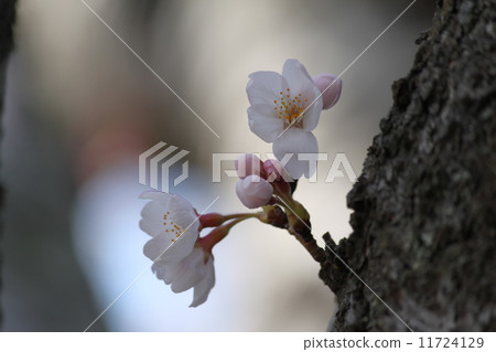 櫻花 11724129