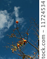 Persimmon and sky 11724534