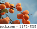 Persimmon and sky 11724535