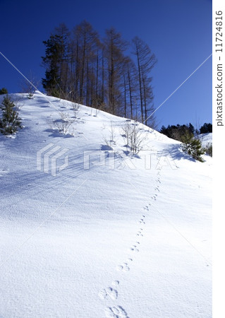滑雪勝地(動物足跡) 滑雪勝地(動物足跡) 11724816