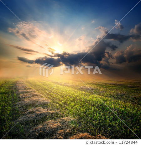 Beveled field of wheat 11724844