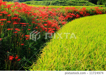 Cluster amaryllis Cluster amaryllis 11724974
