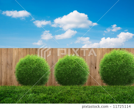 backyard in summer 11725114