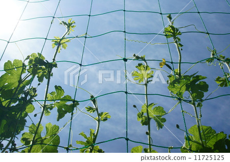 Green Curtain 11725125