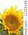 sunflower	 11725194