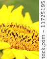 sunflower	 11725195