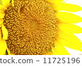 sunflower	 11725196