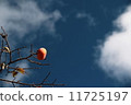 Persimmon and autumn sky 11725197