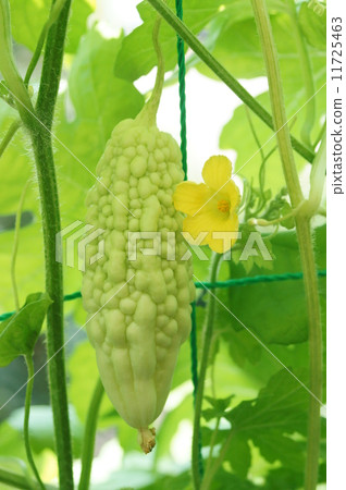 White bitter 11725463