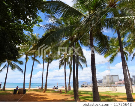 Hawaii palm tree Hawaii palm tree 11725648