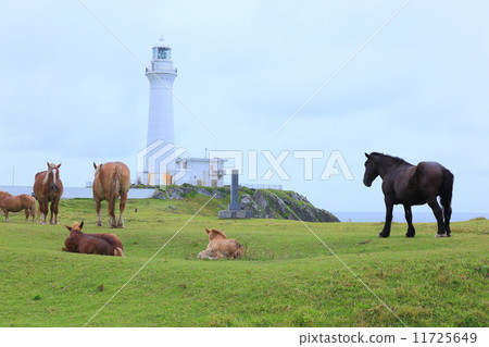 Summer cold horse relaxing foal 11725649