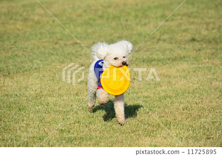 以土壤♪ 以土壤♪ 11725895