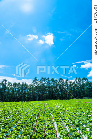 Country landscape and summer sky Country landscape and summer sky 11726003
