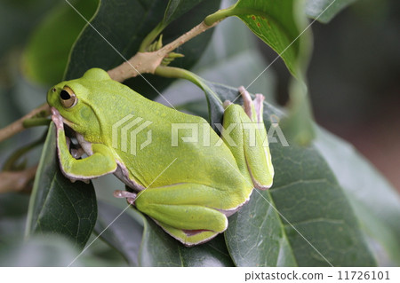 樹蛙 11726101