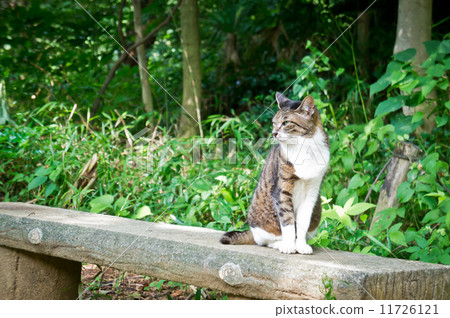 Cat looking far away Stock Photo 11726121 PIXTA