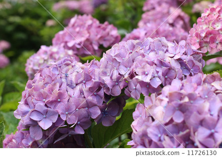 Hydrangea Hydrangea 11726130