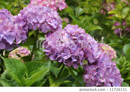 Hydrangea Hydrangea 11726131