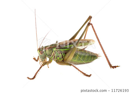 蚱蜢 11726193