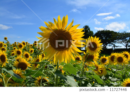 Summer sunflower Summer sunflower 11727446