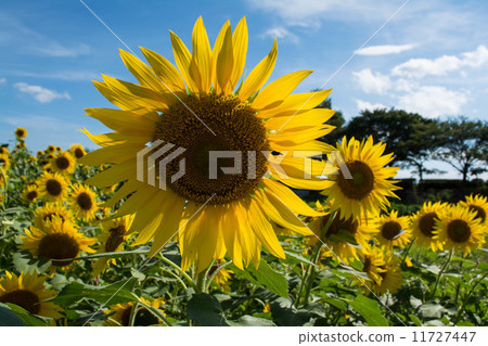 Summer sunflower 11727447