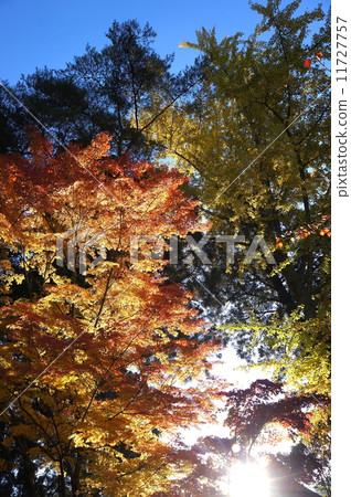 Autumn leaves 11727757