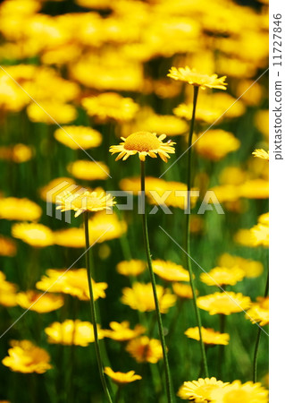Dyers chamomile 11727846