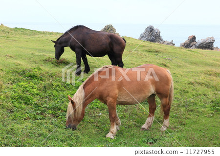夏天寒冷的天氣馬匹 11727955