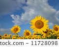 sunflower	 11728098