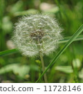 溫暖的蒲公英 11728146