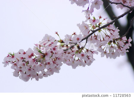 Yoshino Somei Yoshino Somei 11728563