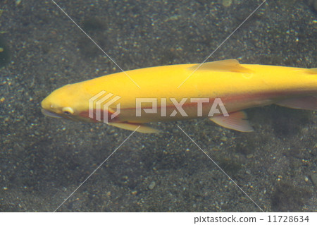 Rainbow trout 11728634