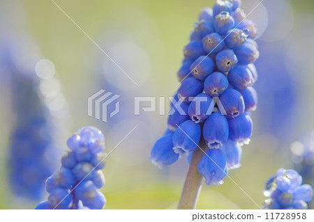 葡萄 11728958